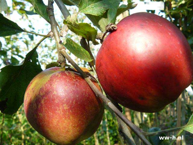 Malus domestica 'Rode Jonathan'