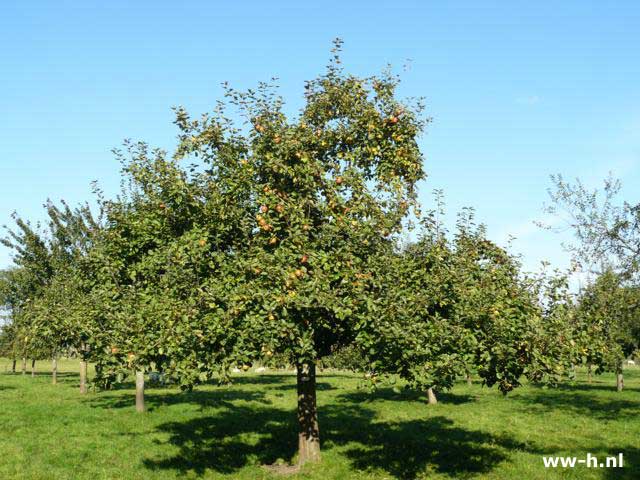 Malus domestica 'Schone van Boskoop' - Klik op de afbeelding om het venster te sluiten