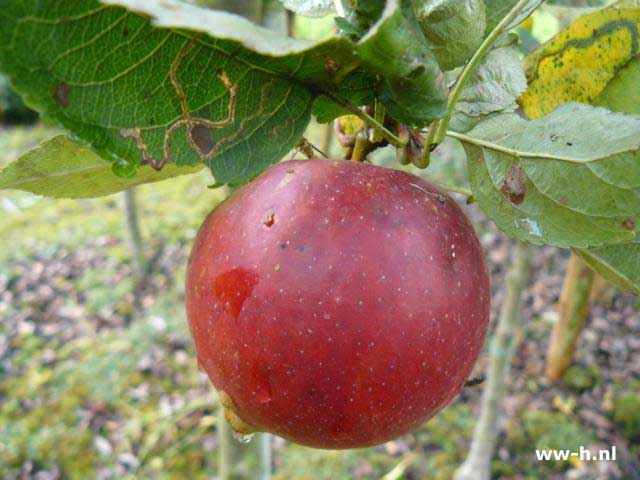 Malus domestica 'Summerred' - Klik op de afbeelding om het venster te sluiten