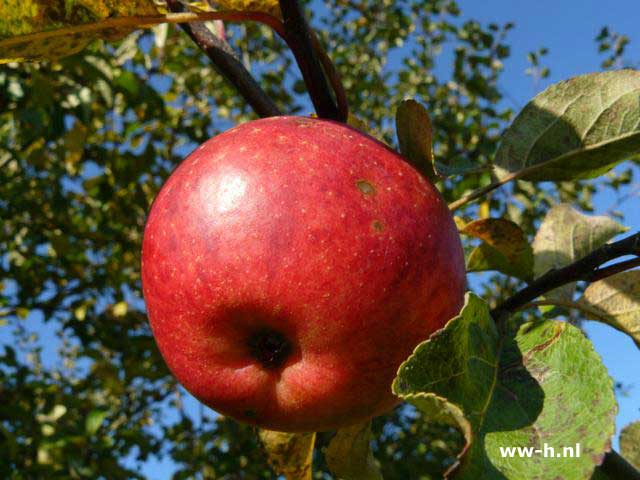 Malus domestica 'Zoete Kroon' - Klik op de afbeelding om het venster te sluiten