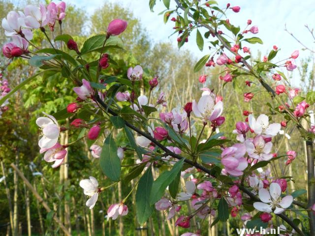 Malus floribunda Malus floribunda