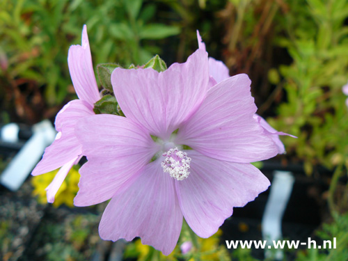 Malva moschata