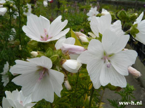 Malva moschata - Klik op de afbeelding om het venster te sluiten