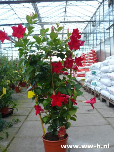 Mandevilla sanderi hybrid SUNDAVILLA RED op voorraad - Klik op de afbeelding om het venster te sluiten