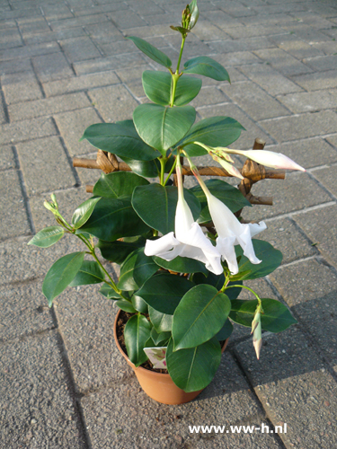 Mandevilla wit (syn. Dipladenia)