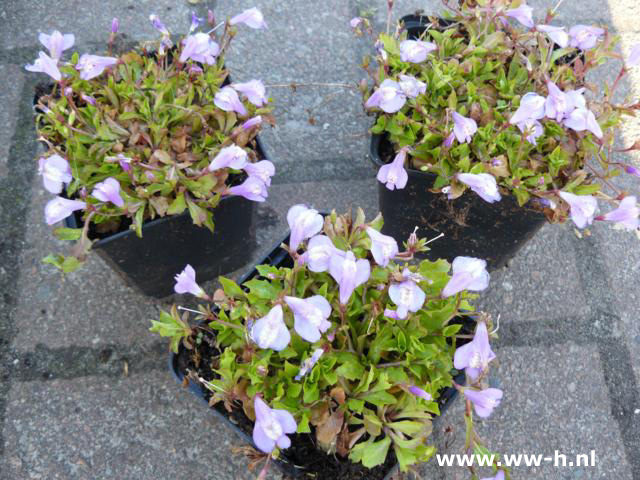 Mazus reptans