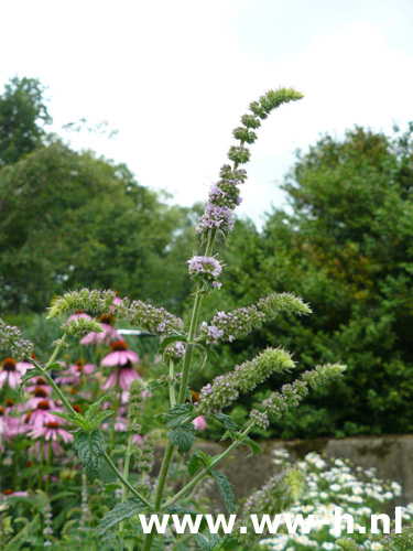 Mentha pipperita 'Citrata' - Klik op de afbeelding om het venster te sluiten