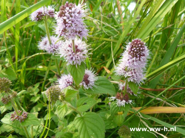 Mentha aquatica