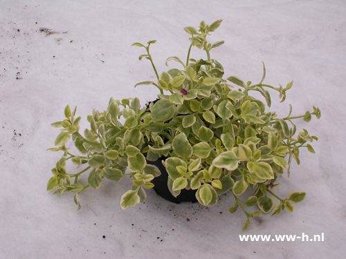 Mesembryanthemum variegatum ( IJsplantje )