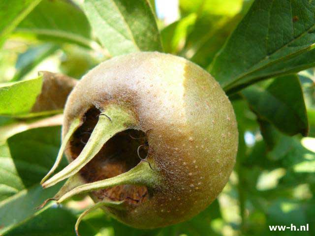 Mespilus germanica 'Bredase Reus' - Klik op de afbeelding om het venster te sluiten