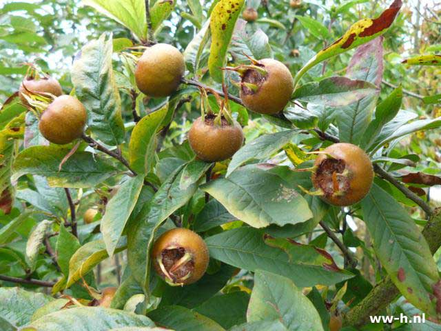 Mespilus germanica 'Westerveld'