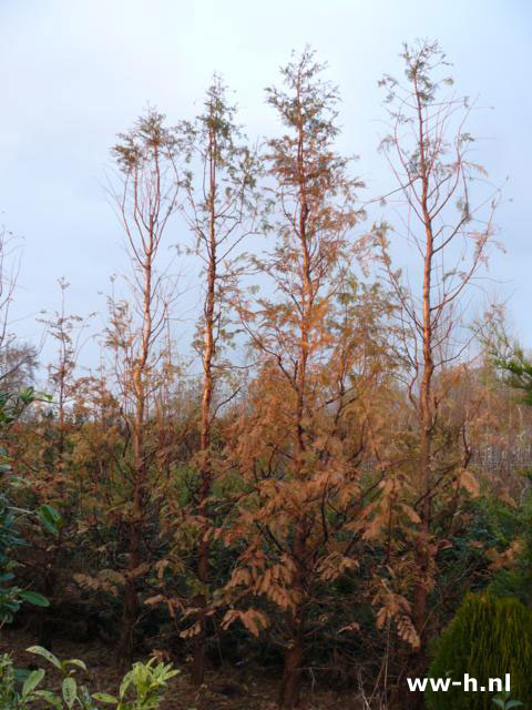 Metasequoia glyptostroboides - Klik op de afbeelding om het venster te sluiten