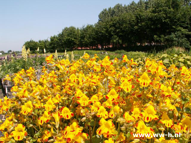 Mimulus - Klik op de afbeelding om het venster te sluiten