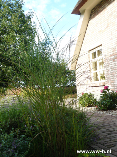 Miscanthus sinensis 'Gracillimus'