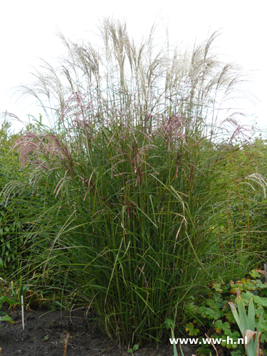 Miscanthus sinensis 'Kleine Font - Klik op de afbeelding om het venster te sluiten