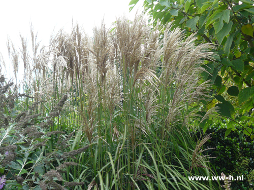 Miscanthus sinensis 'Malepartus'