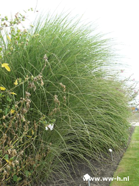 Miscanthus sinensis 'Morning Light'