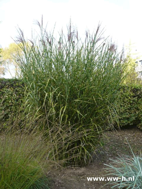 Miscanthus sinensis 'Strictus'