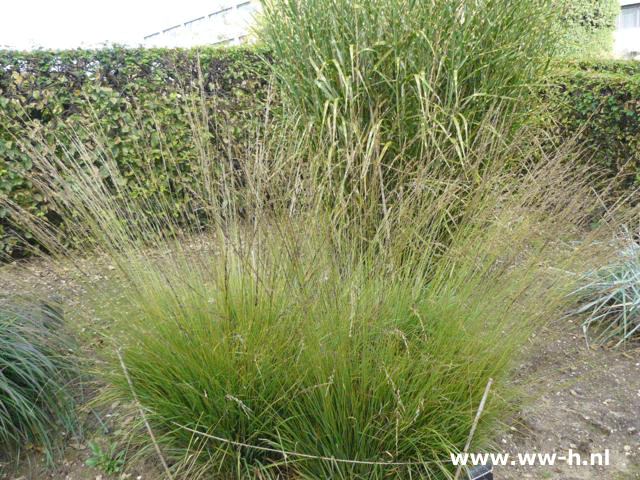 Molinia caerulea 'Moorhexe' - Klik op de afbeelding om het venster te sluiten