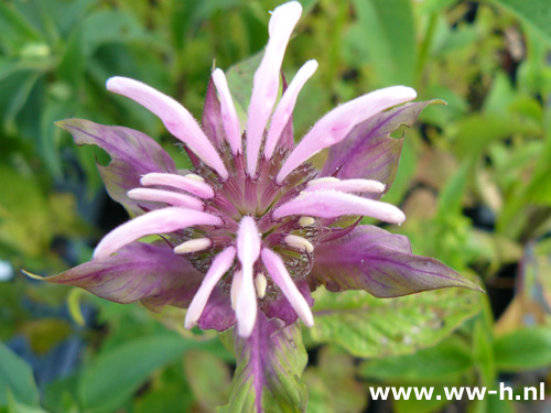 Monarda 'Beauty of Cobham' * * - Klik op de afbeelding om het venster te sluiten