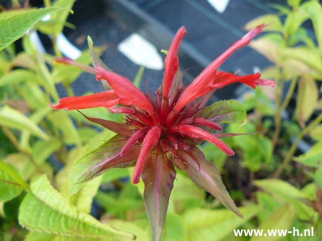 Monarda 'Squaw' * *