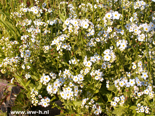 Myosotis palustris - Klik op de afbeelding om het venster te sluiten