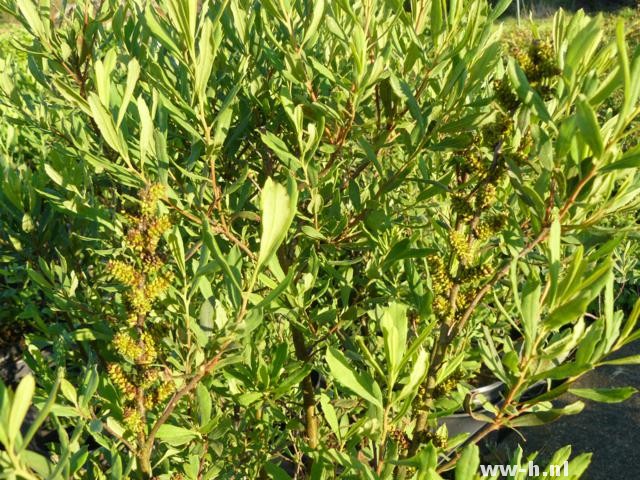 Myrica gale Myrica gale