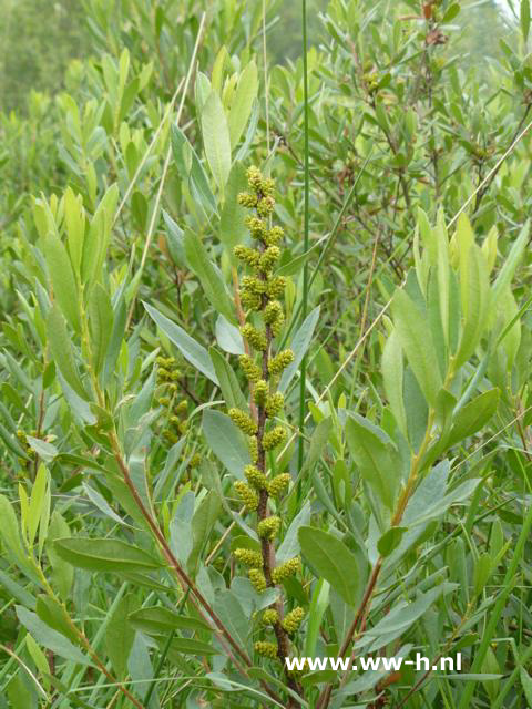 Myrica gale