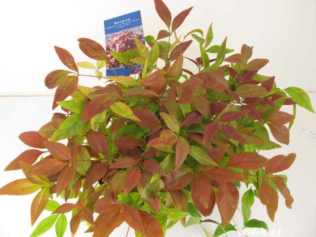 Nandina domestica BLUSH PINK (='Aka'ᴾᴮᴿ) Nandina domestica BLUSH PINK (='Aka'ᴾᴮᴿ)
