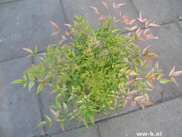 Nandina domestica 'Compacta' Nandina domestica 'Compacta'