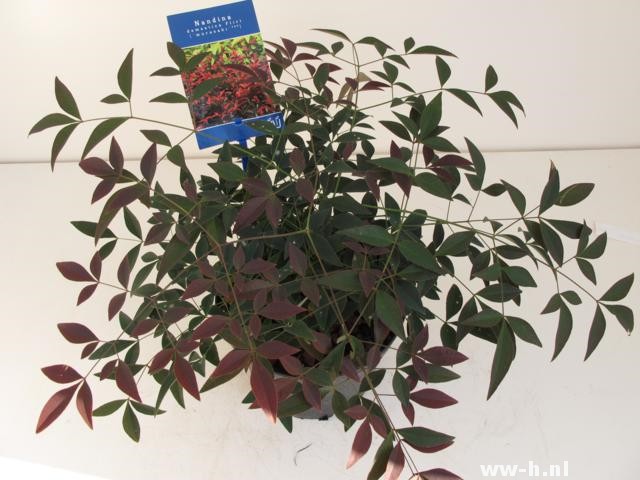Nandina domestica FLIRT (='Murasaki'ᴾᴮᴿ) Nandina domestica FLIRT (='Murasaki'ᴾᴮᴿ)