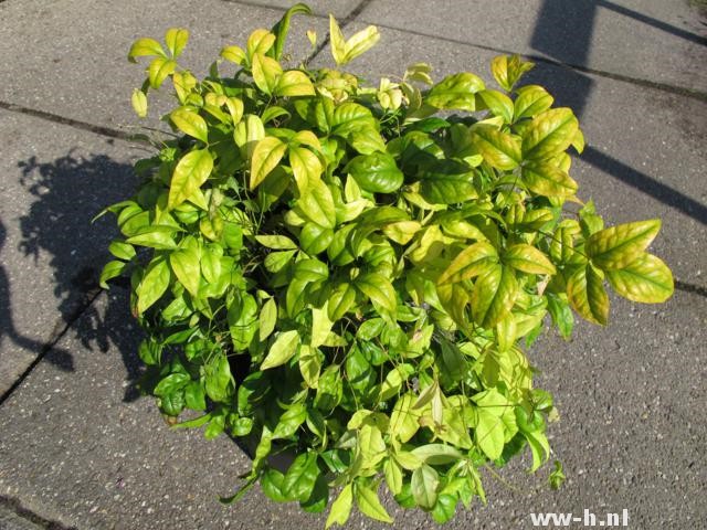 Nandina domestica 'Firepower' Nandina domestica 'Firepower'