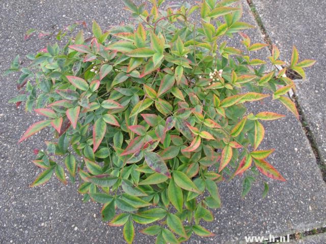 Nandina domestica 'Harbour Dwarf' Nandina domestica 'Harbour Dwarf'