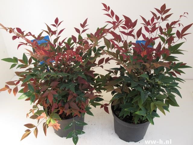 Nandina domestica OBSESSED (='Seika'ᴾᴮᴿ) Nandina domestica OBSESSED (='Seika'ᴾᴮᴿ)