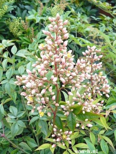 Nandina domestica 'Richmond' Nandina domestica 'Richmond'