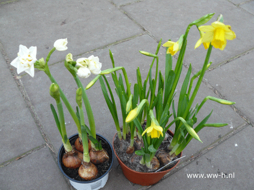 Narcissen 0,99 ; 3 voor 2,50