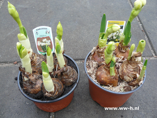 Narcis 'Bridal Crown' v.a. 1,99 ; 2 voor 3,00 - Klik op de afbeelding om het venster te sluiten