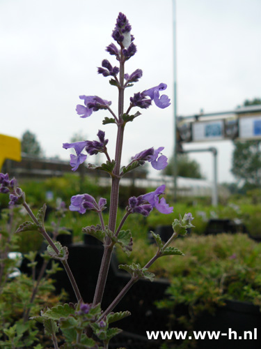 Nepeta faasenii 'Kit Cat' * * - Klik op de afbeelding om het venster te sluiten