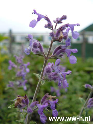 Nepeta faasenii 'Senior' *