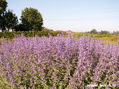 Nepeta faasenii 'Six Hills Giant' *