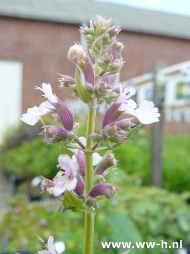 Nepeta faasenii 'Dawn to Dusk' * *