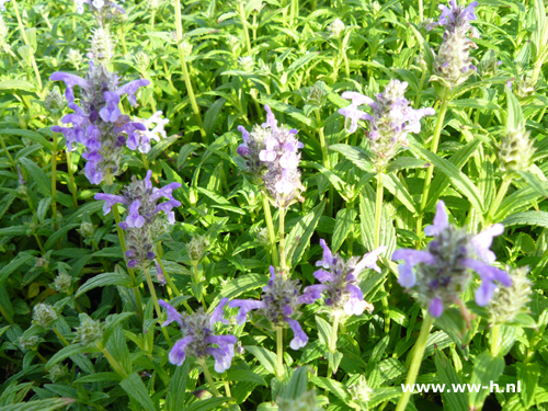 Nepeta nervosa