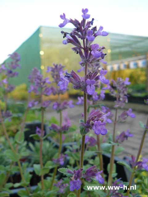 Nepeta racemosa