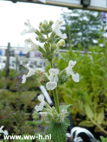 Nepeta racemosa