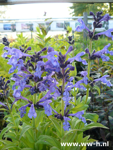 Nepeta sibirica - Klik op de afbeelding om het venster te sluiten