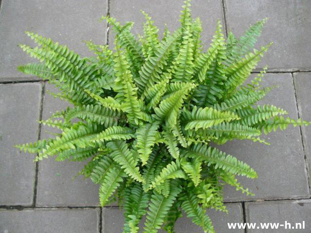 Nephrolepis varen 3,99