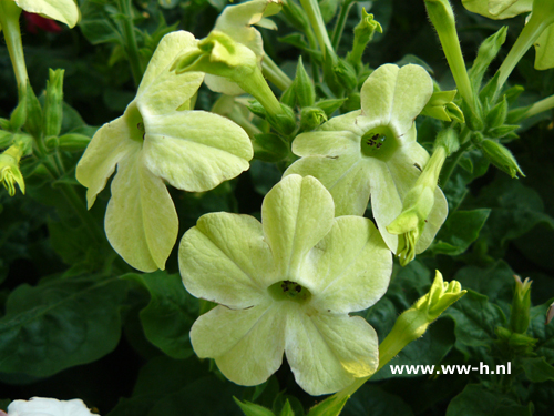 Nicotiana alata Lime (syn. N. affinis) Siertabak