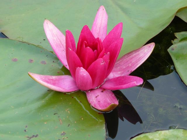 Nymphaea rose