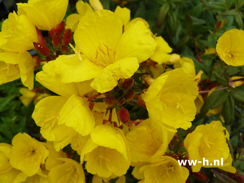 Oenotheria tetragona 'Yellow River'