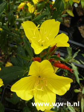 Oenotheria tetragona 'Yellow River'